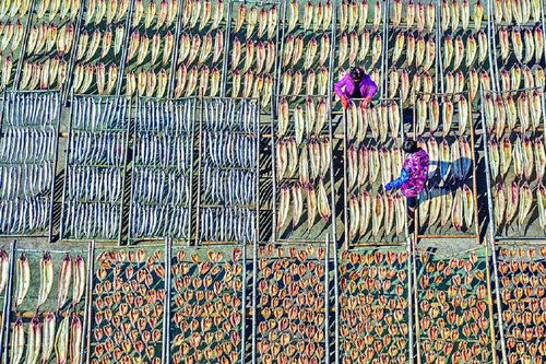 象山茅洋乡村民们忙着晾晒鱼鲞 供应节日市场需求